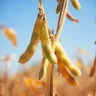 Vagens de soja felpudas penduradas em caules marrons em um campo ensolarado.