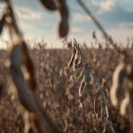 Um campo de soja em uma fazenda em Pace, Mississippi